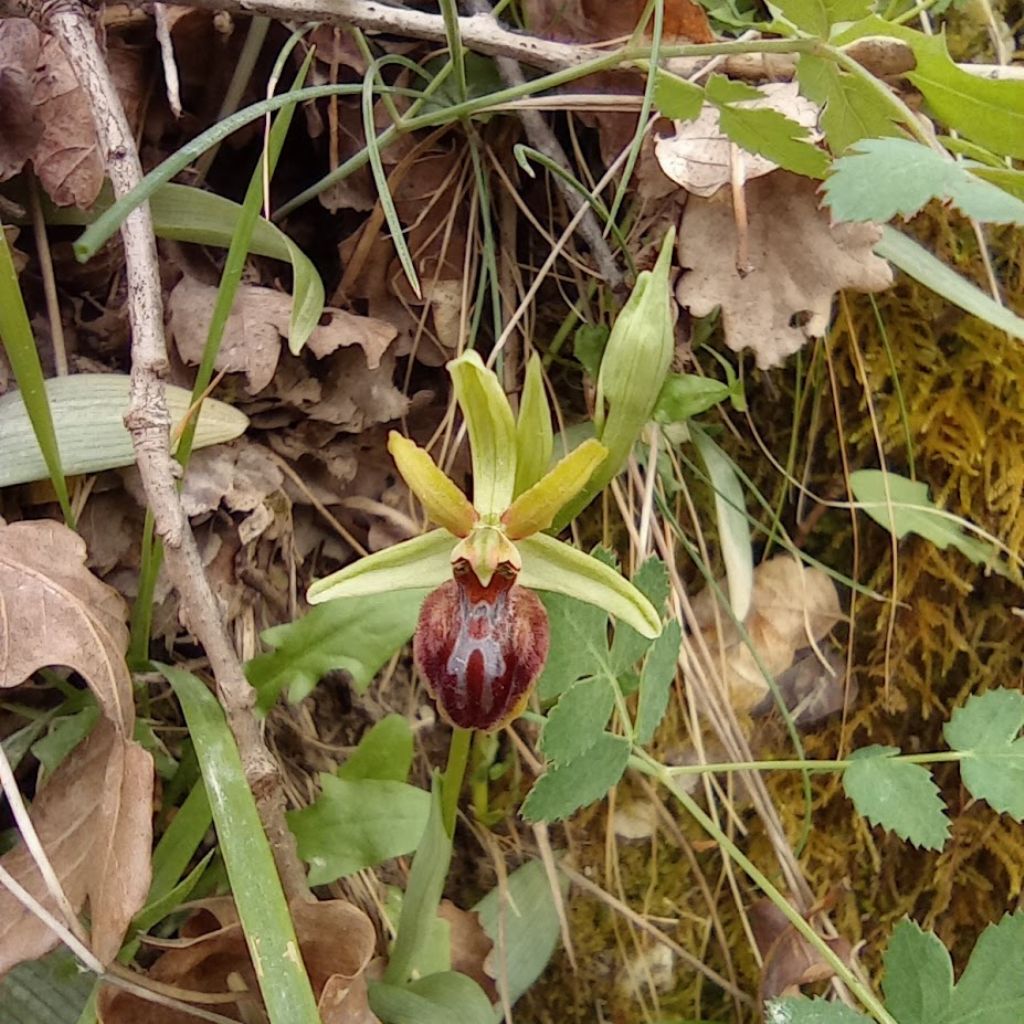 orchidee-Casentino